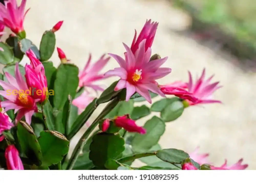 Pink Hatiora Rosea Planting Seeds - Beautiful Perennial Flower