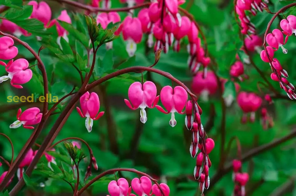 Pink Heart Flower Seeds - Perfect For Adding Lovely Blooms To Your Garden