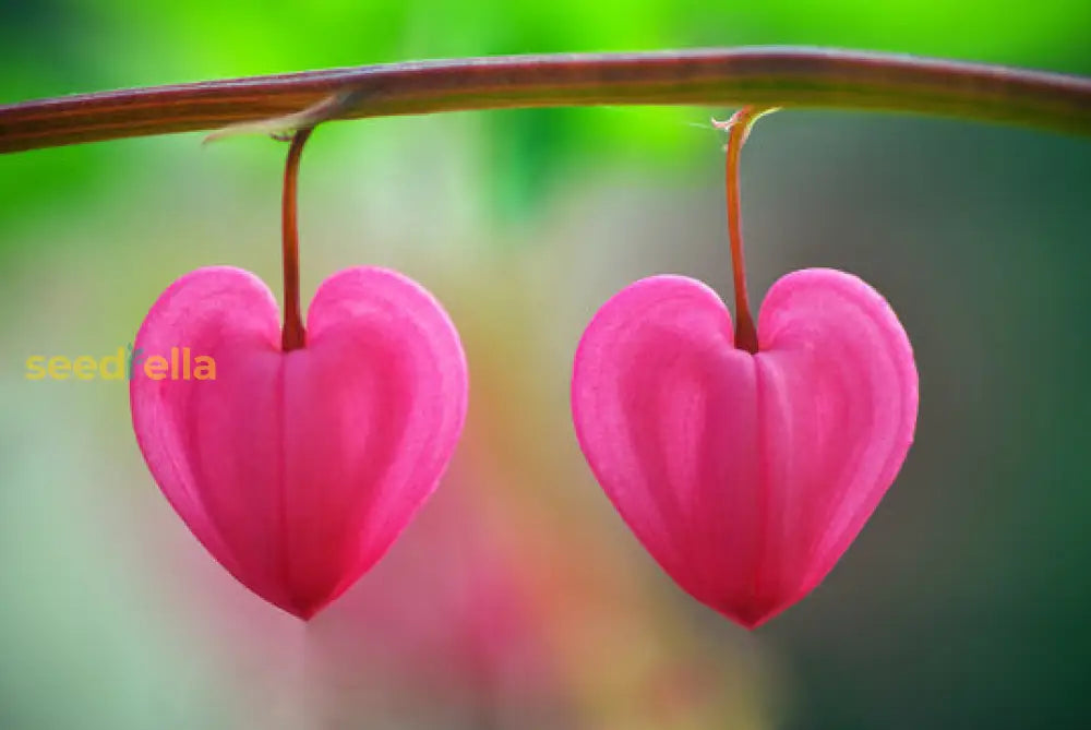 Pink Heart Flower Seeds - Perfect For Adding Lovely Blooms To Your Garden