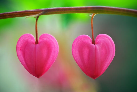 Pink Heart Flower Seeds for Planting