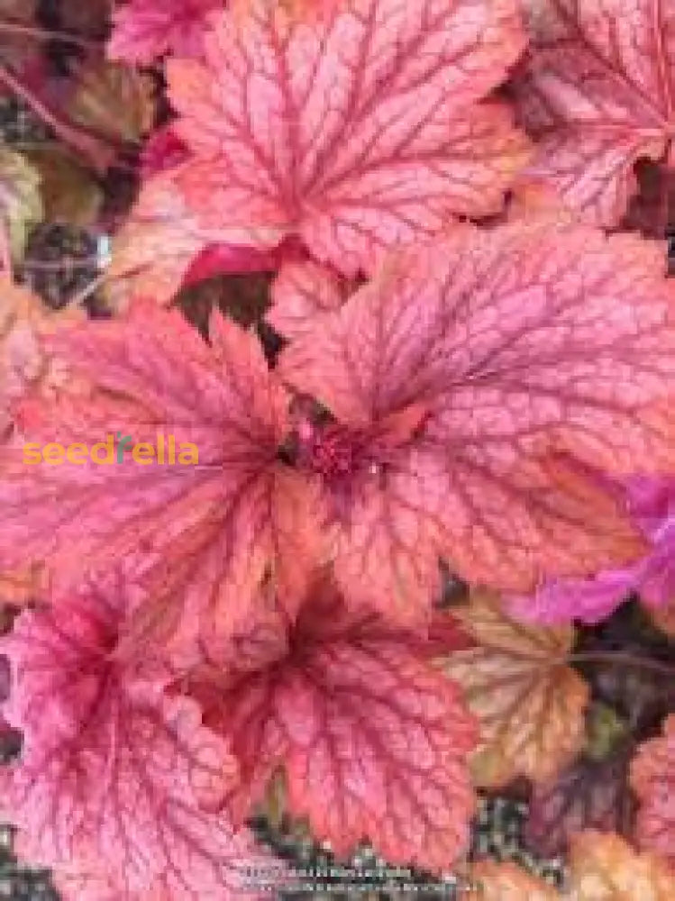 Pink Heuchera Seeds For Planting - Stunning Garden Perennials Flower