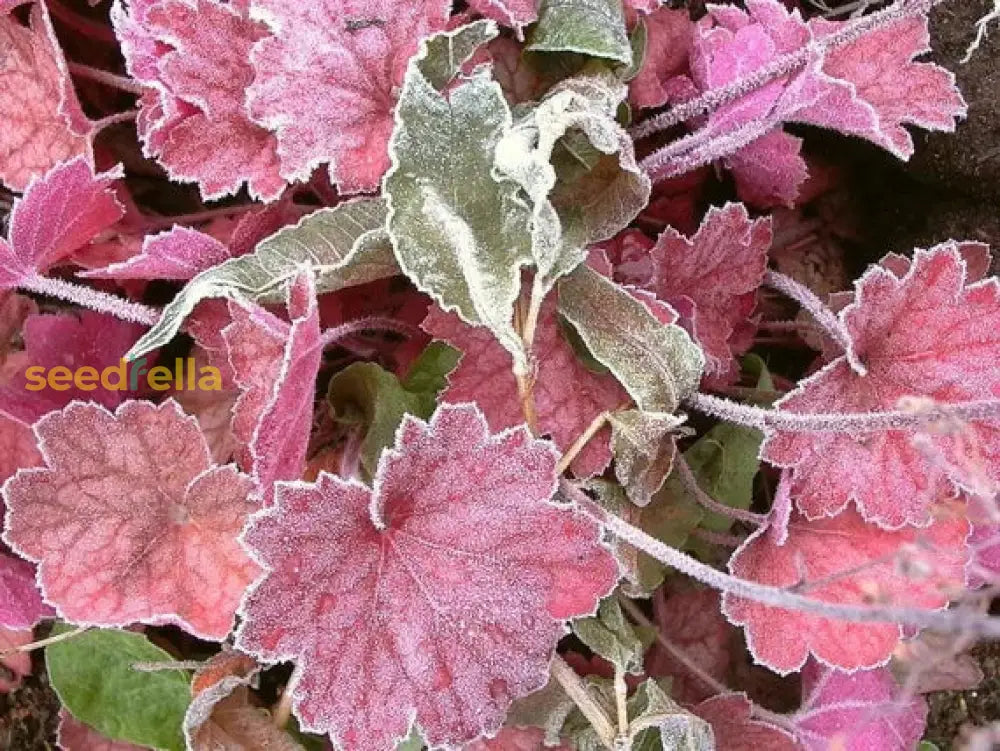 Pink Heuchera Seeds For Planting - Stunning Garden Perennials Flower