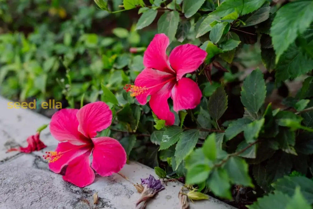 Pink Hibiscus Flower Seeds  Perfect For Growing Gorgeous Blooms In Your Home Garden