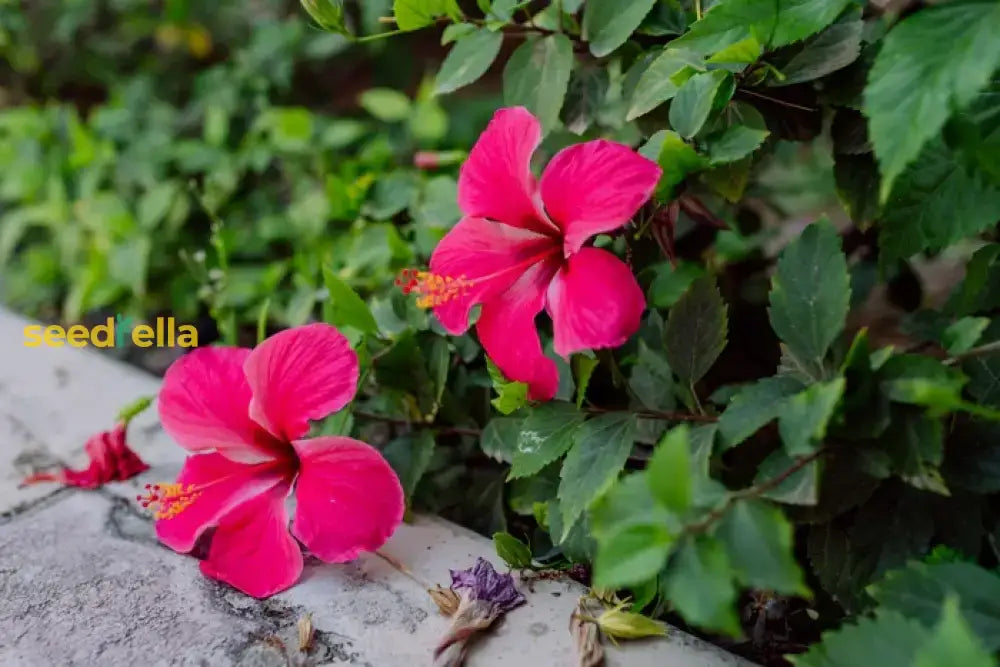 Pink Hibiscus Flower Seeds  Perfect For Growing Gorgeous Blooms In Your Home Garden