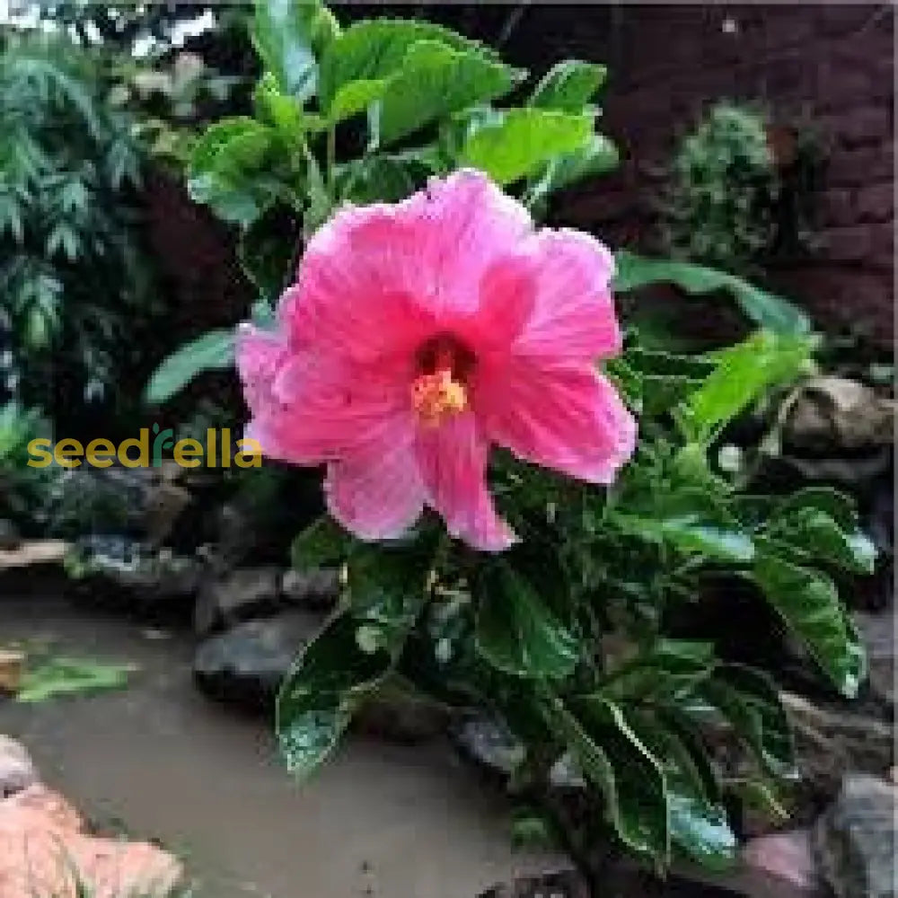 Pink Hibiscus Flower Seeds  Perfect For Growing Gorgeous Blooms In Your Home Garden