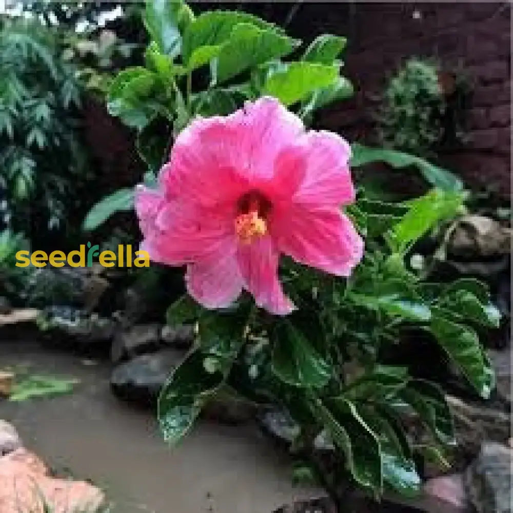 Pink Hibiscus Flower Seeds  Perfect For Growing Gorgeous Blooms In Your Home Garden