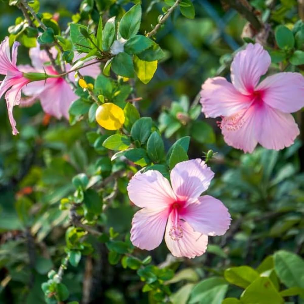 Pink Hibiscus Flower Seeds
