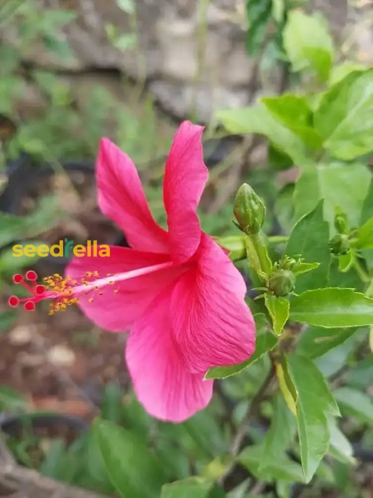 Pink Hibiscus Syriacus Seeds For Garden Planting  Grow Beautiful Flowering Plants With These