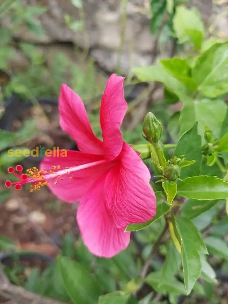 Pink Hibiscus Syriacus Seeds For Garden Planting  Grow Beautiful Flowering Plants With These