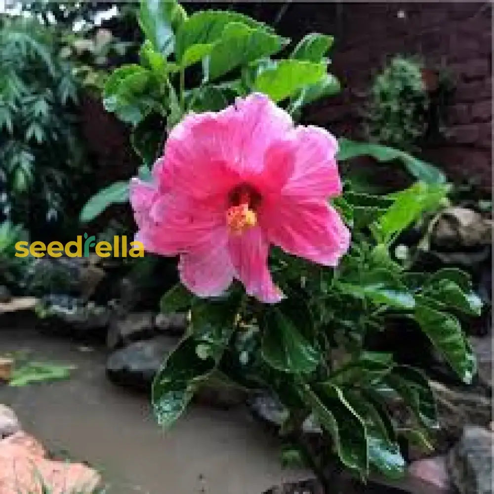 Pink Hibiscus Syriacus Seeds For Garden Planting  Grow Beautiful Flowering Plants With These