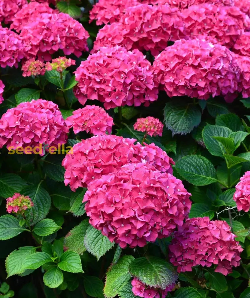 Pink Hydrangea Flower Seeds For Beautiful Garden Planting