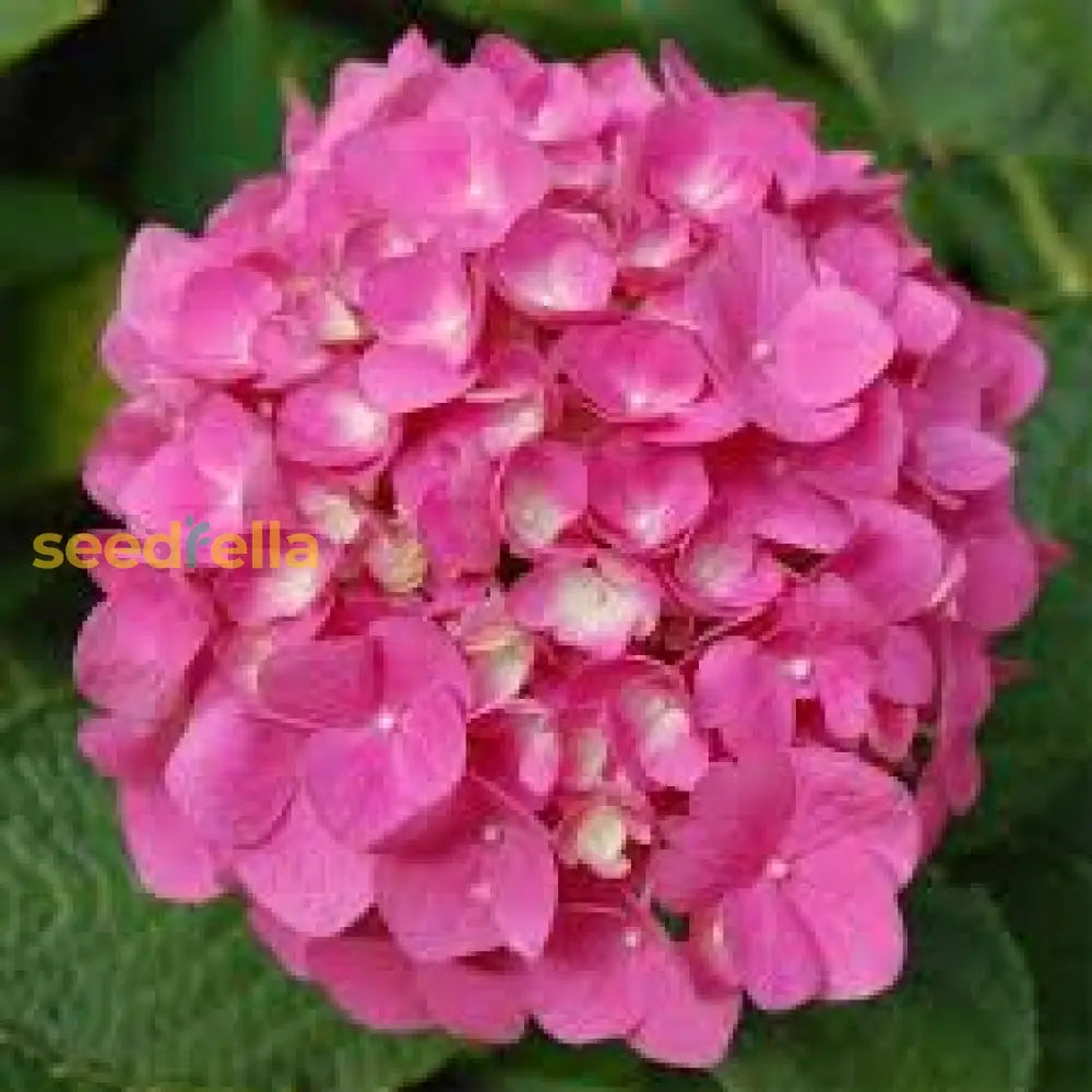 Pink Hydrangea Flower Seeds For Easy Planting