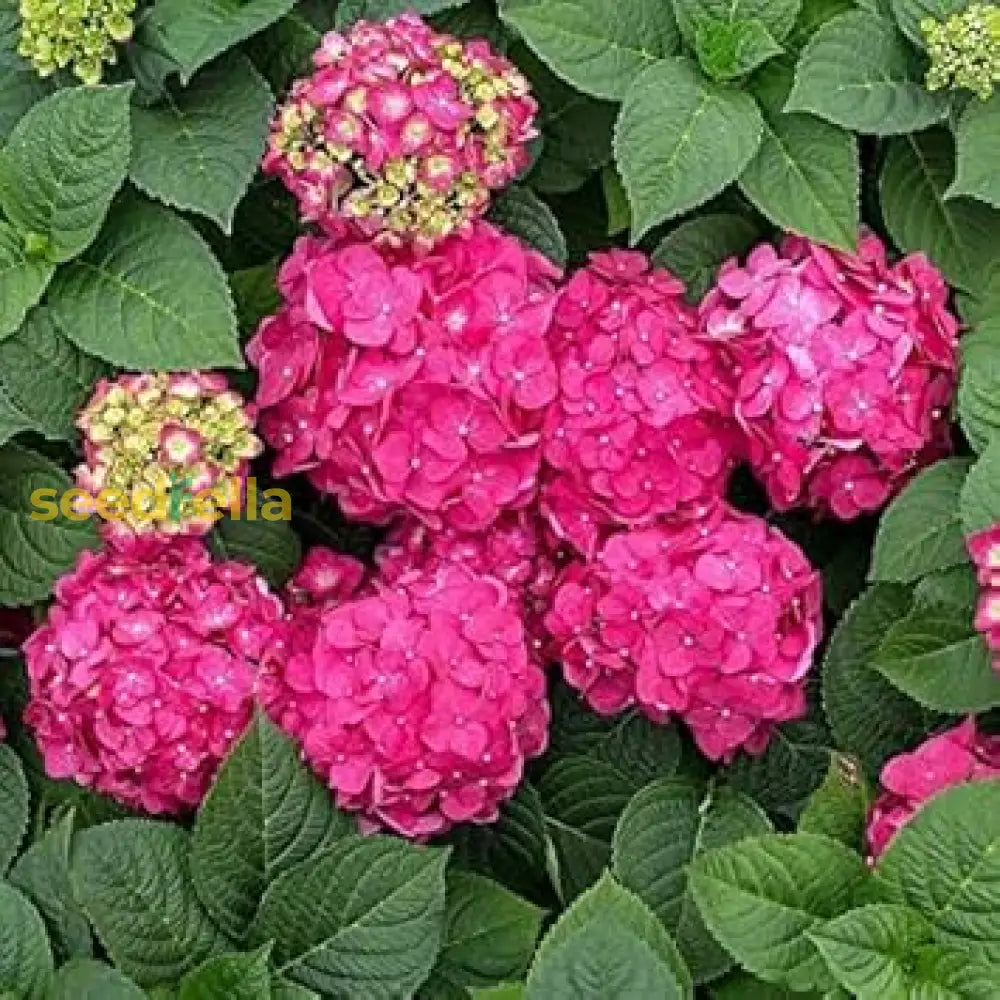 Pink Hydrangea Flower Seeds For Easy Planting