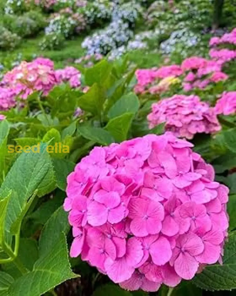 Pink Hydrangea Seeds - Grow Beautiful Blooms Flower