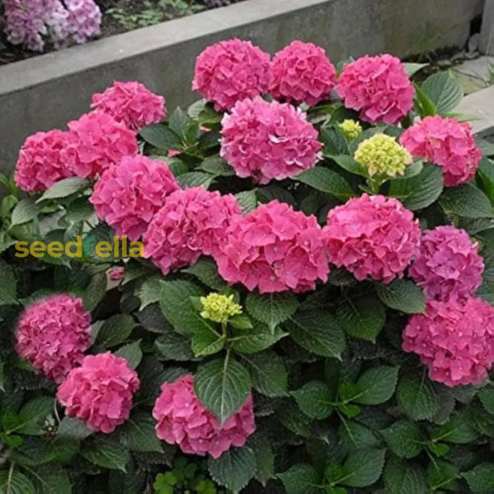 Pink Hydrangea Seeds - Grow Beautiful Blooms Flower