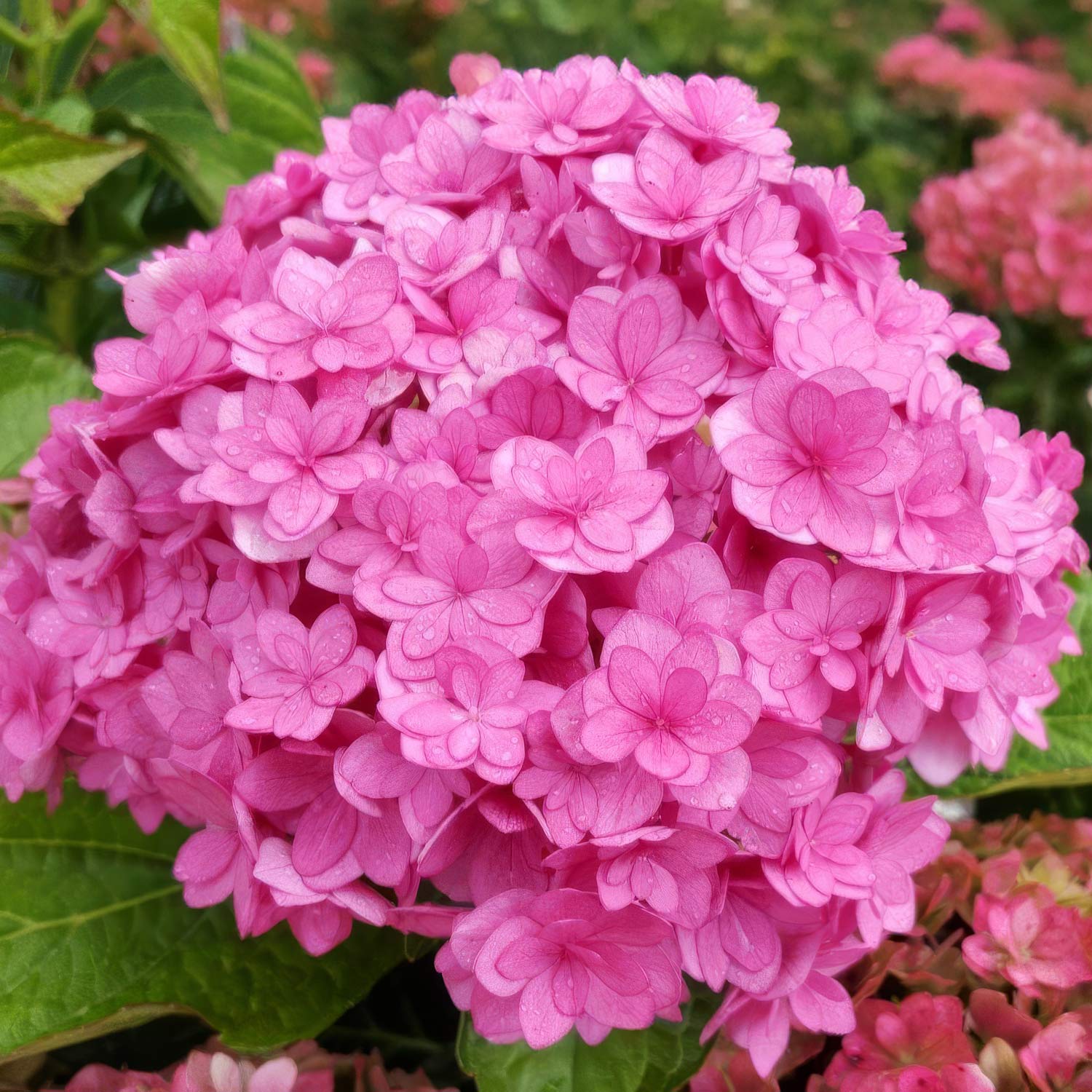 Pink Hydrangea Flower Seeds for Garden Planting
