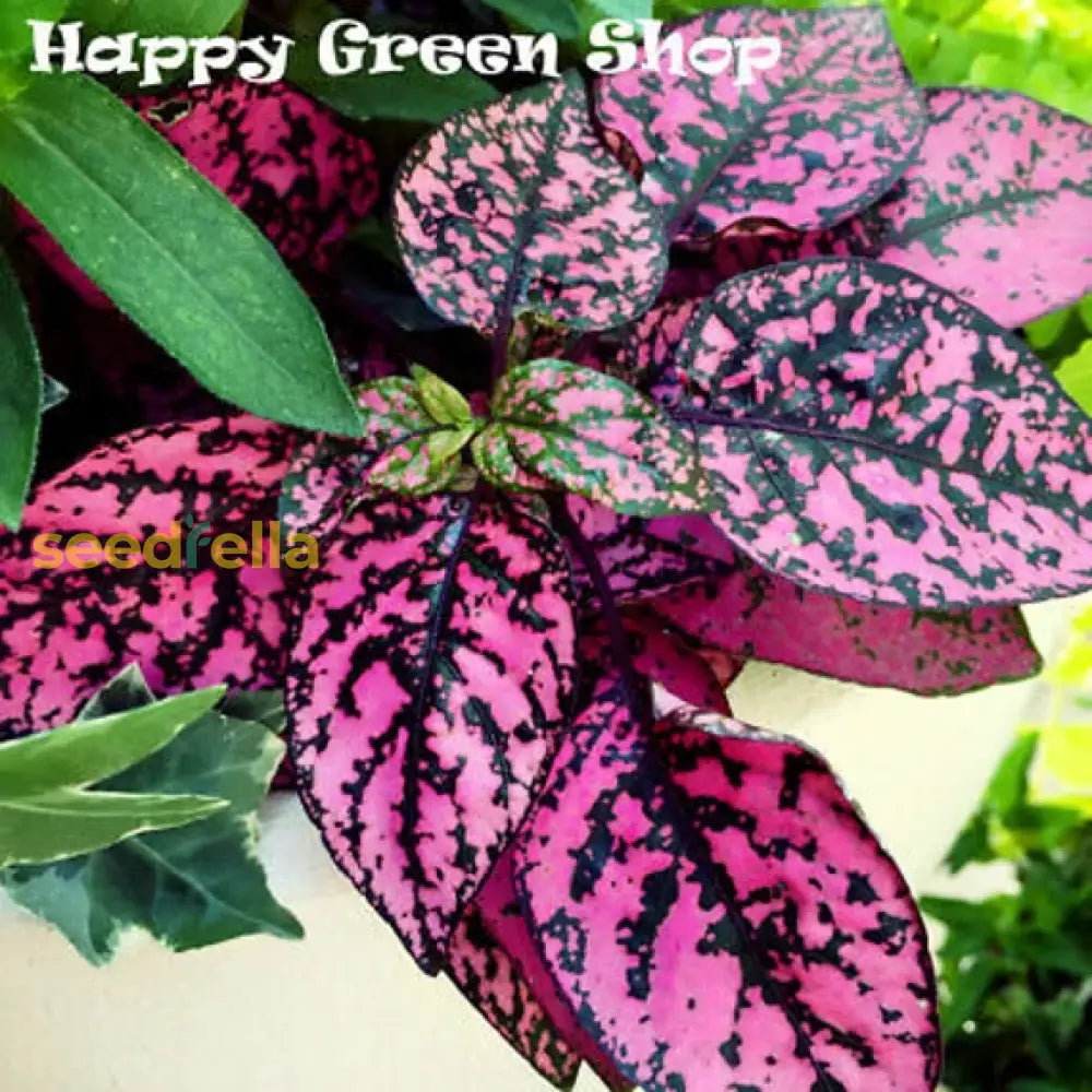 Pink Hypoestes Polka Plant Seeds For Vibrant Indoor And Outdoor Planting Seeds