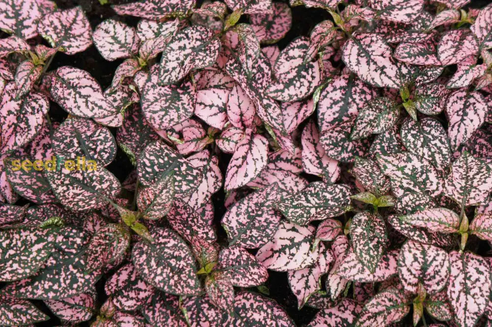 Pink Hypoestes Polka Plant Seeds For Vibrant Indoor And Outdoor Planting Seeds