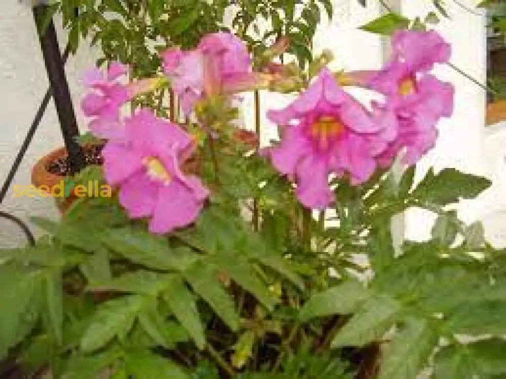 Pink Incarvillea Flower Seeds For Planting - Vibrant Perennial Blooms