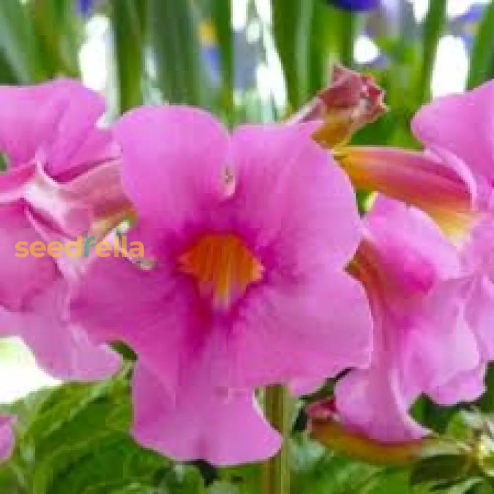 Pink Incarvillea Flower Seeds For Planting - Vibrant Perennial Blooms