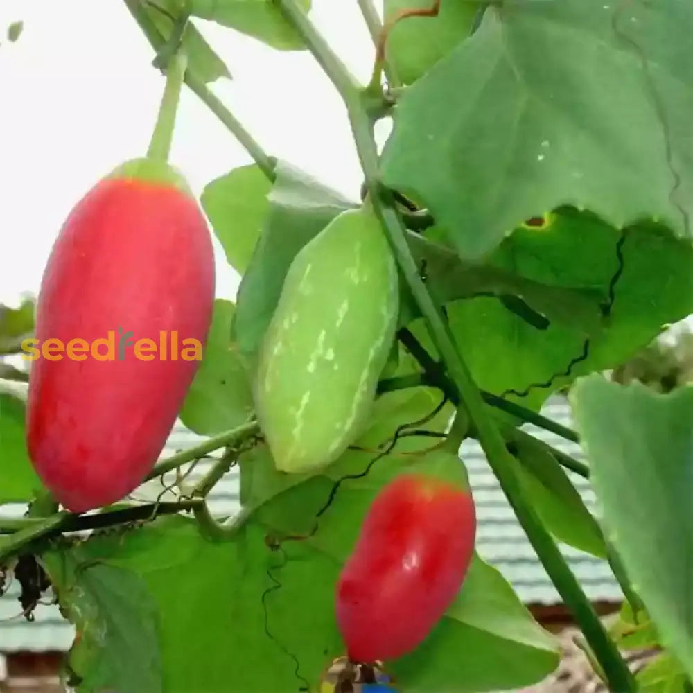 Pink Ivy Gourd seedlings growing in soil
