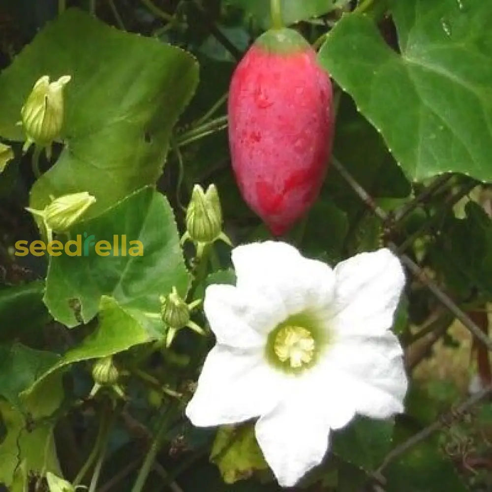 Pink Ivy Gourd seeds for planting non GMO