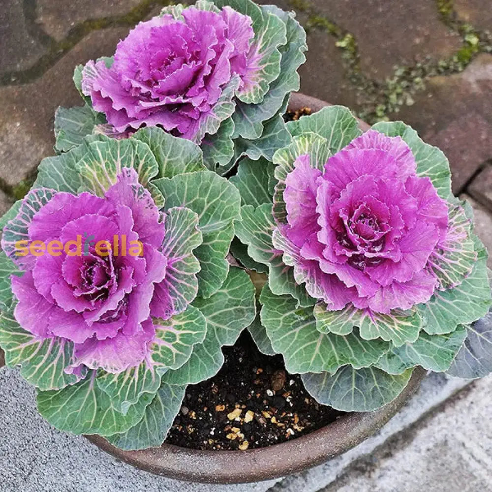 Pink kale seeds for planting non GMO variety