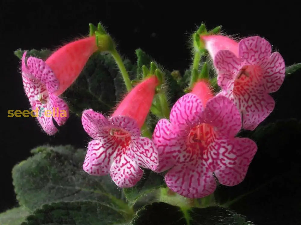 Pink Kohleria Seeds For Planting - Vibrant Flower Collection