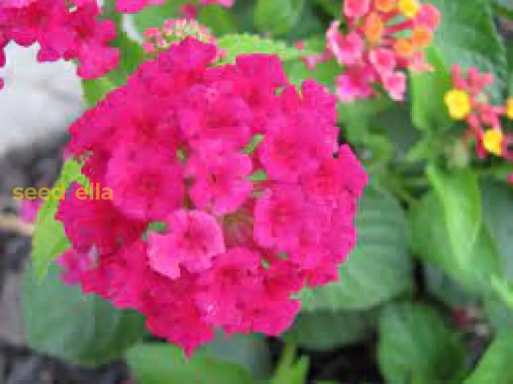 Pink Lantana Flower Planting Seeds - Brighten Your Garden With Vibrant Blooms