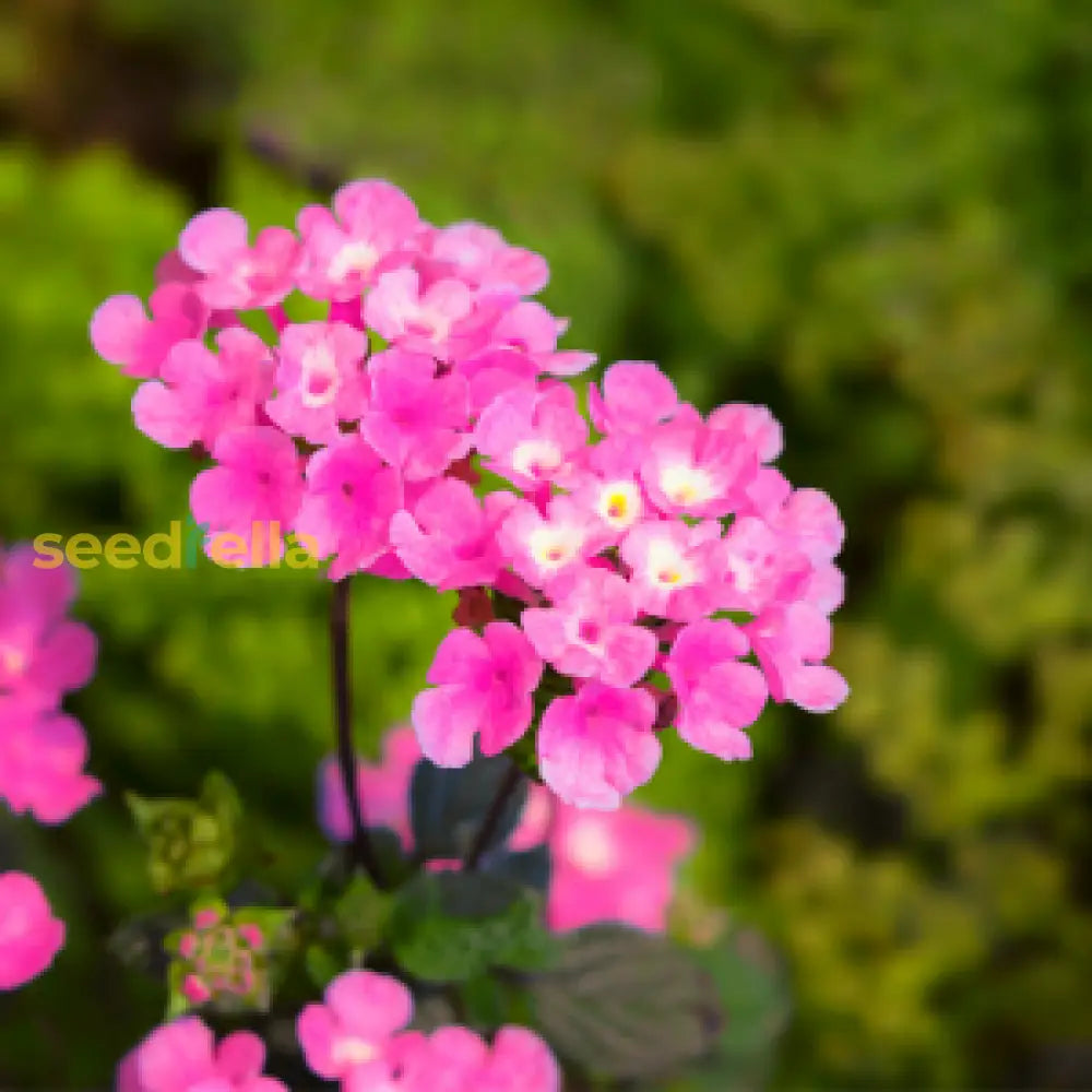 Pink Lantana Flower Planting Seeds - Brighten Your Garden With Vibrant Blooms