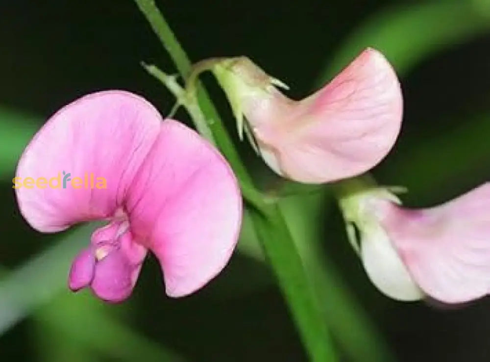 Pink Lathyrus Lord Ansonâ€™s Flower Planting Seeds For A Vibrant Garden