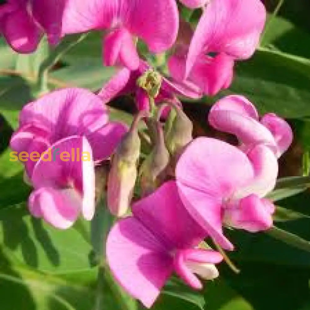 Pink Lathyrus Lord Ansonâ€™s Flower Planting Seeds For A Vibrant Garden