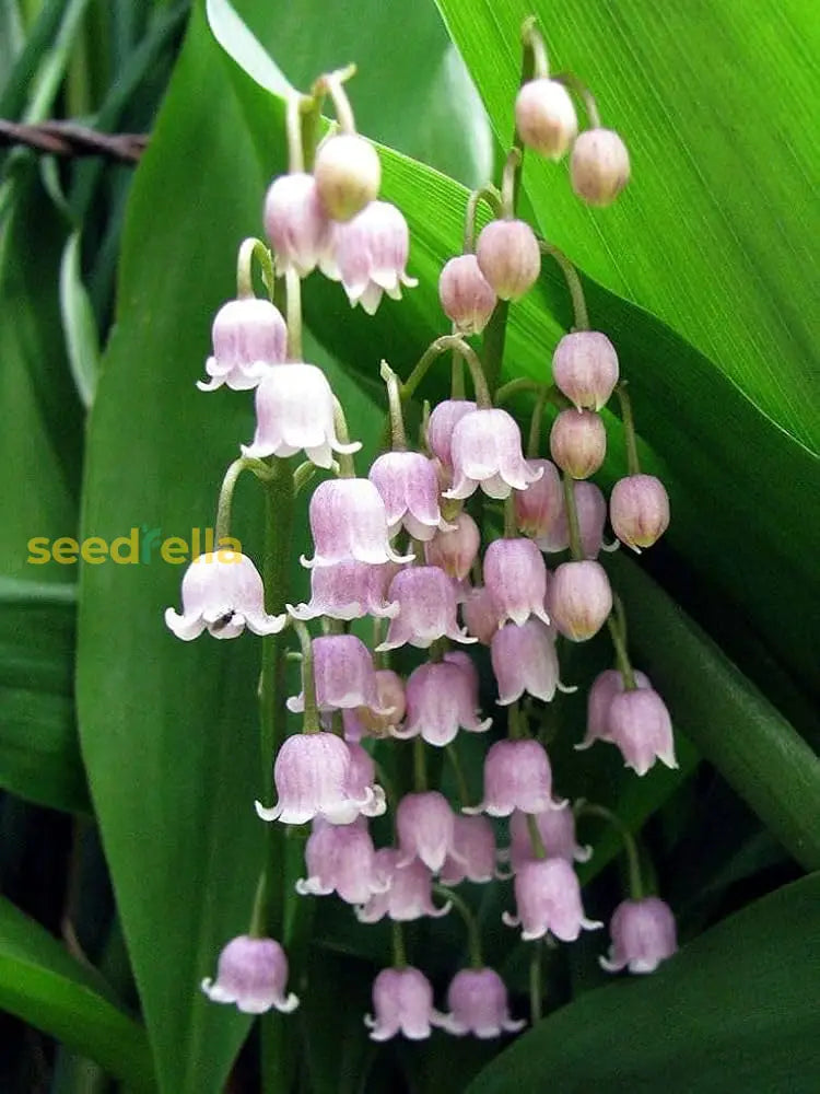 Pink Lily Of The Valley Seeds For Planting  Beautiful Perennial Flower