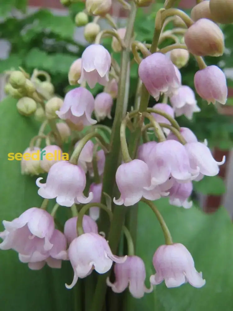 Pink Lily Of The Valley Seeds For Planting  Beautiful Perennial Flower