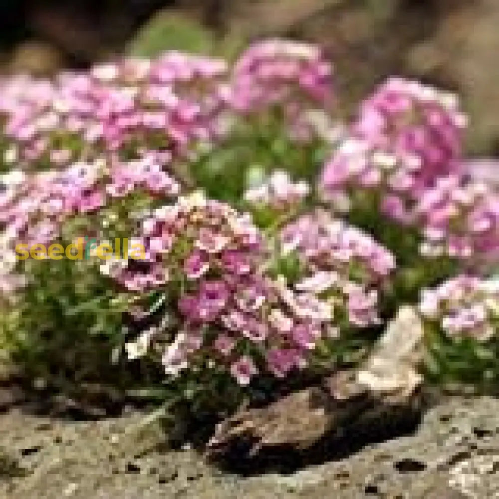 Pink Lobularia Flower Seeds For Easy Planting