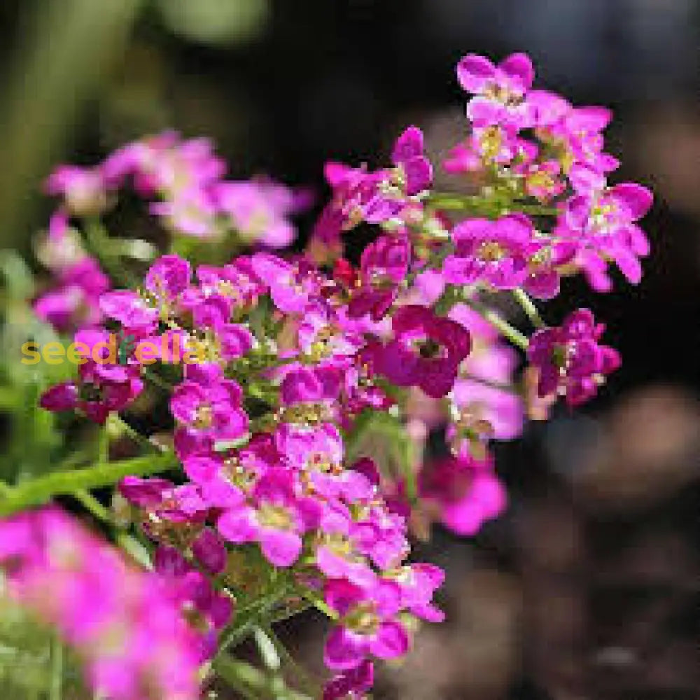 Pink Lobularia Flower Seeds For Easy Planting