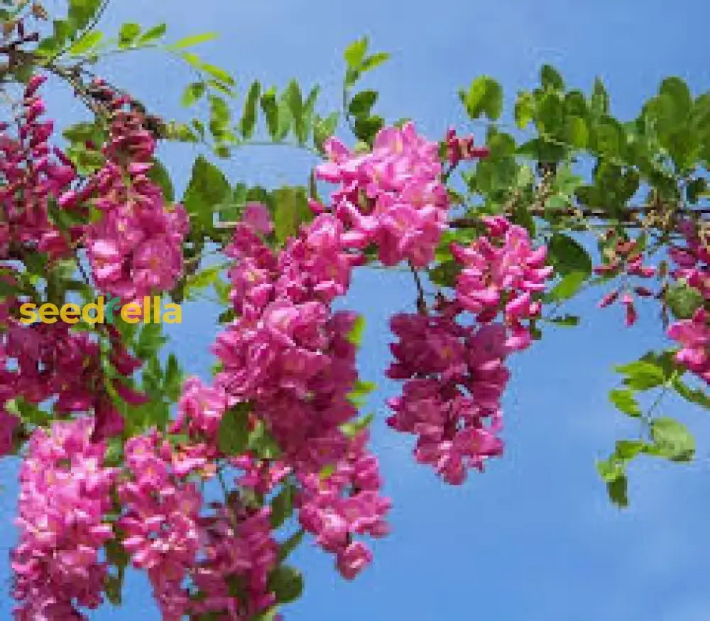 Pink Locust Tree Seeds For Easy Planting Flower