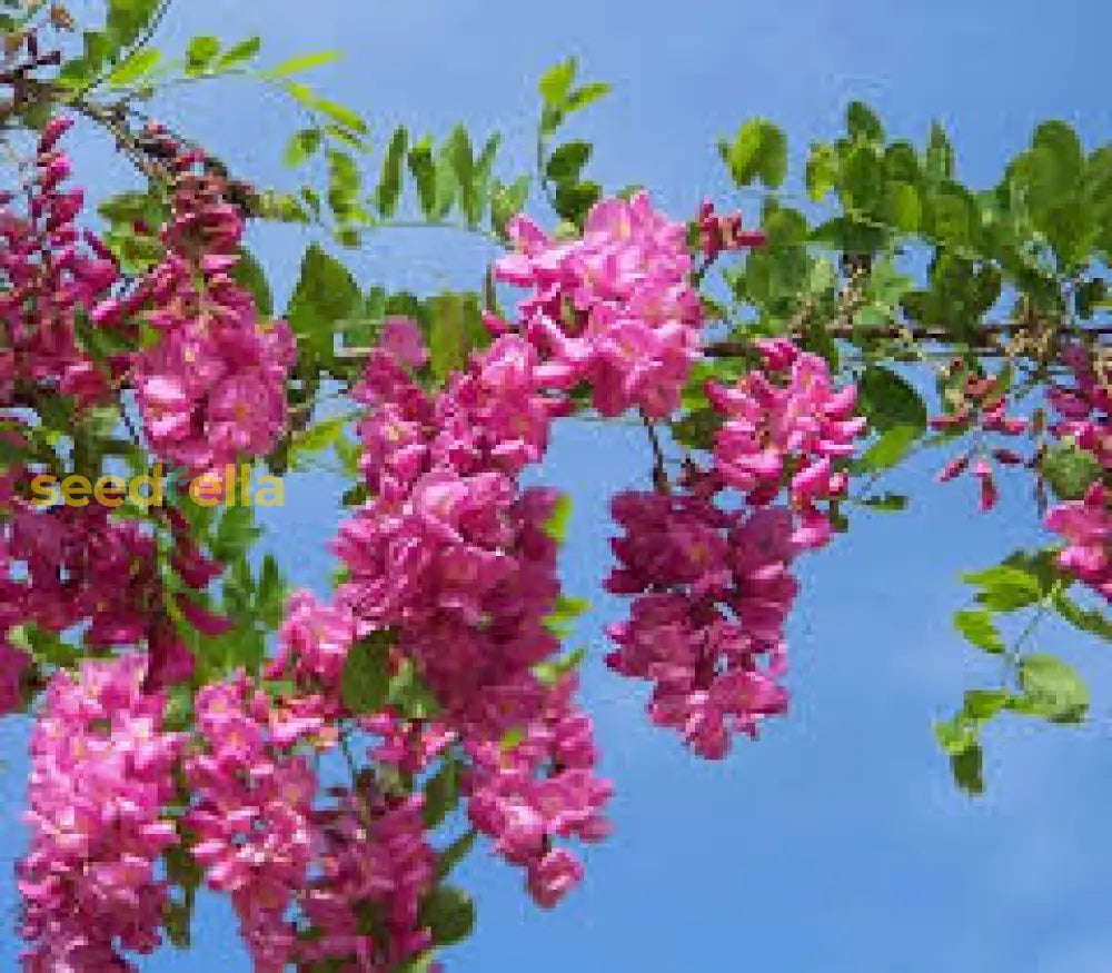 Pink Locust Tree Seeds For Easy Planting Flower