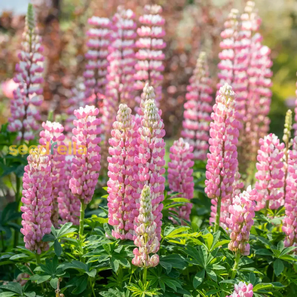 Pink Lupine Flower Seeds - Vibrant Planting For Colorful Gardens