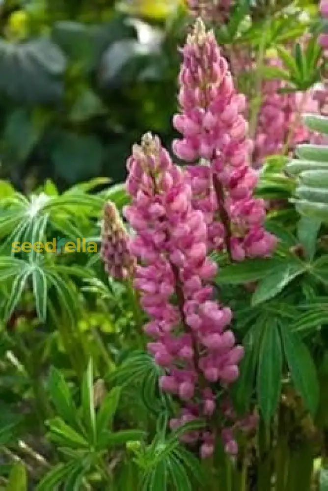 Pink Lupine Flower Seeds - Vibrant Planting For Colorful Gardens