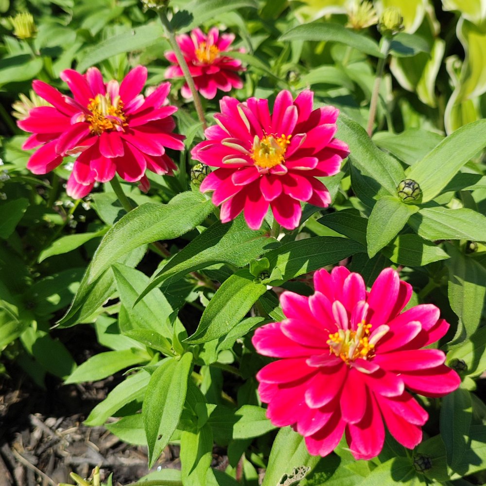 Pink Marigold Flower Seeds for Garden Planting
