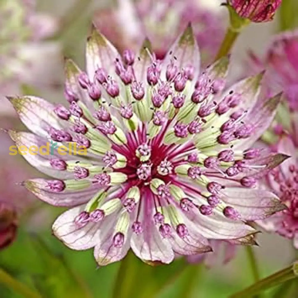 Pink Masterwort Seeds For Planting - Elegant Blooms Your Garden Flower