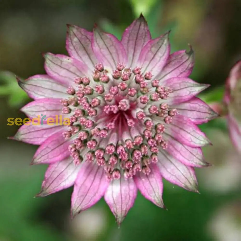 Pink Masterwort Seeds For Planting - Elegant Blooms Your Garden Flower