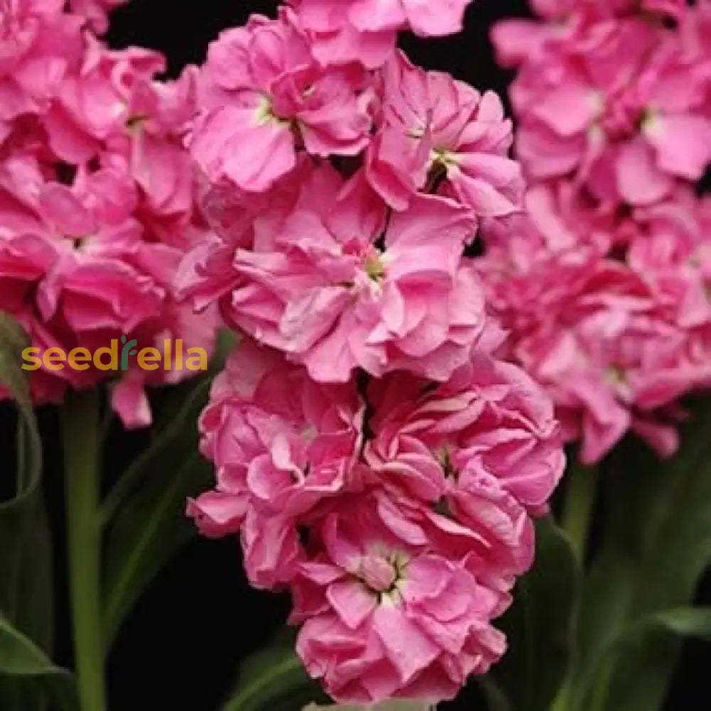 Pink Matthiola Incana Flower Seeds For Easy Planting