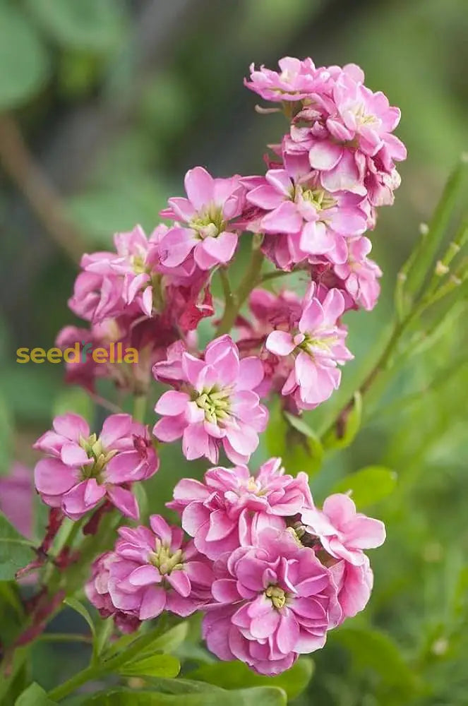 Pink Matthiola Incana Flower Seeds For Easy Planting