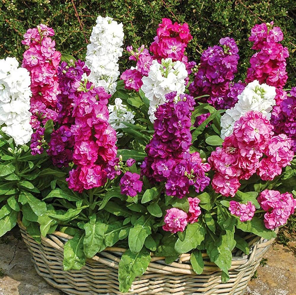 Pink Matthiola Incana flower seeds for vibrant garden blooms
