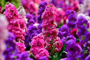 Matthiola Incana Seeds – Pink Flower Planting Guide