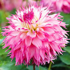 Pink Mix Two-Color Dahlia Flower Seeds for Planting