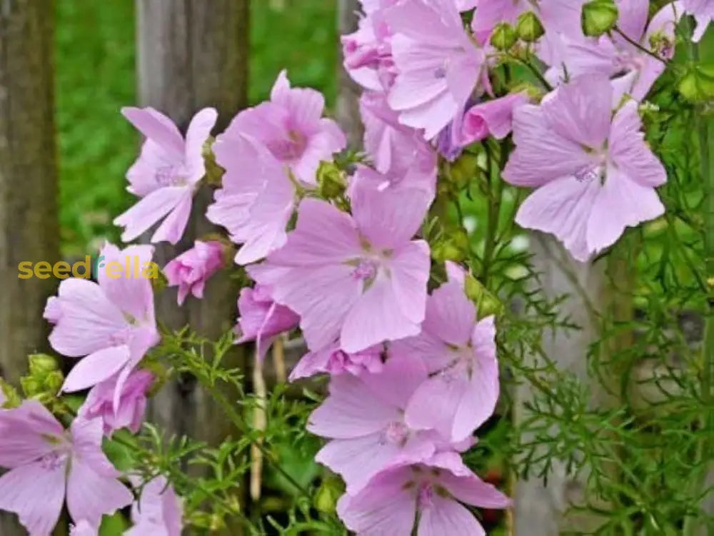 Pink Musk Mallow Flower Seeds For Easy Planting