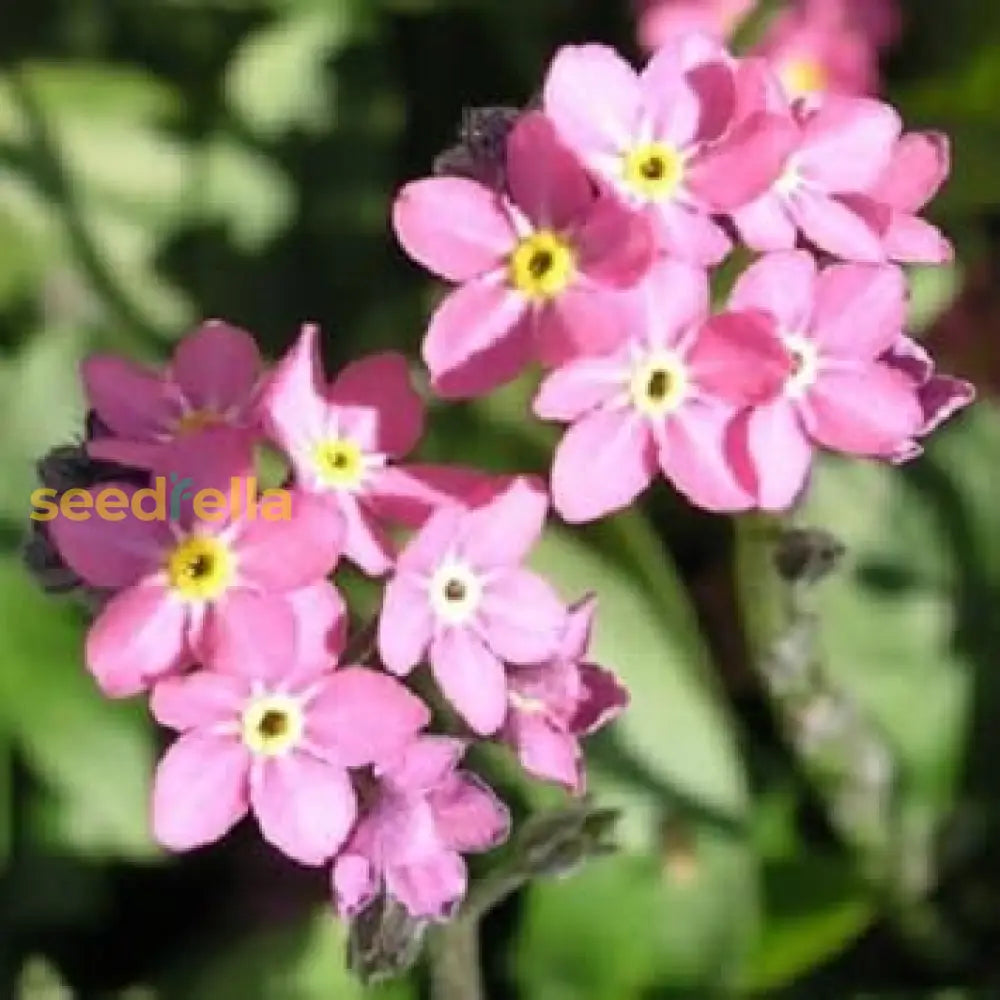 Pink Myosotis Flower Seeds For Planting  Charming Annual Blooms